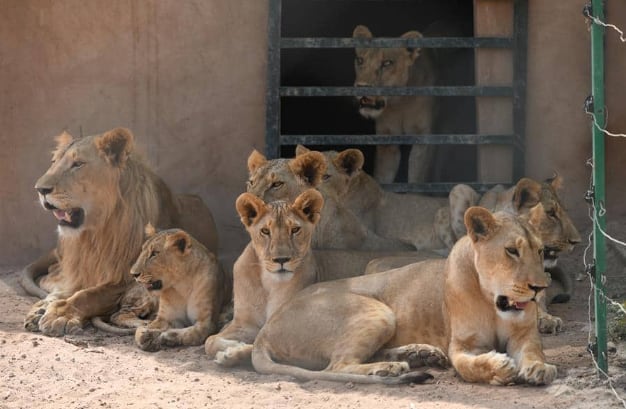 Leones casi mueren de hambre; así lucen hoy