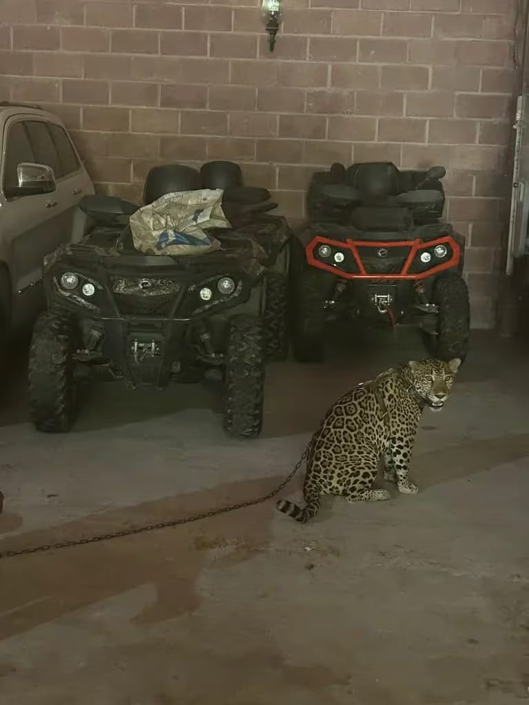 Fueron rescatados animales exóticos tras cateo en propiedades de "el Primito"