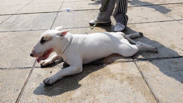 Perro de la raza bull terrier, muchas veces usada para peleas clandestinas.