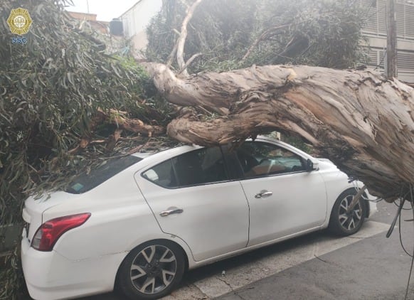 Árbol cae en la colonia Acacias