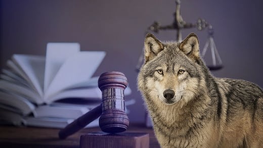 Ley de Especies en Peligro de Extinción: Así salva al lobo gris