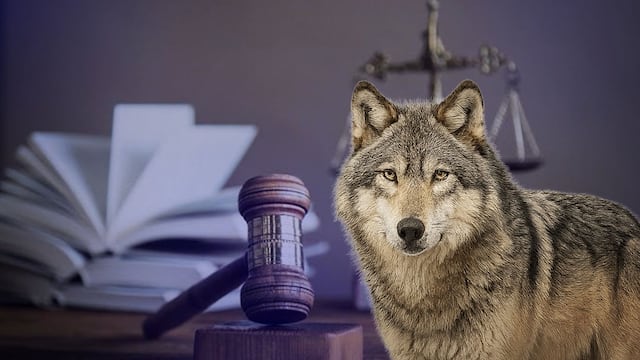 Ley de Especies en Peligro de Extinción: Así salva al lobo gris