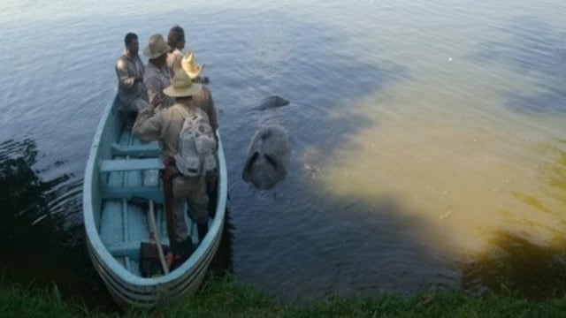 (@AhoraTabasco) Cadáver del manatí hallado en la laguna