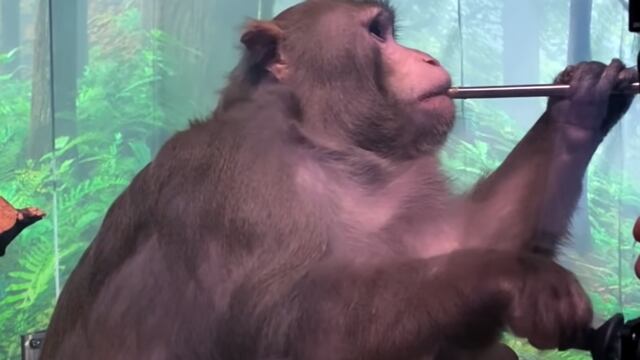 Mono en experimento de Neuralink