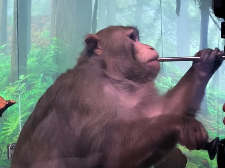 Mono en experimento de Neuralink