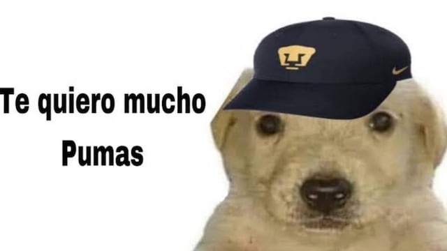 Meme Club Pumas
