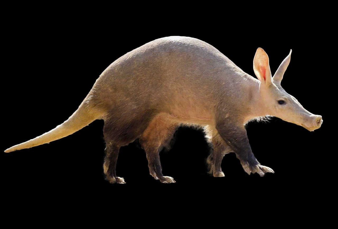 Cerdo hormiguero