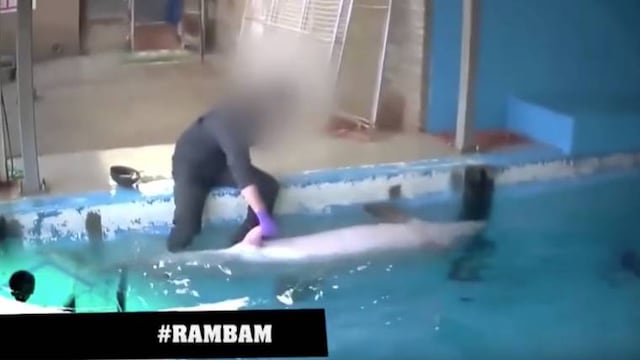 Masturba a un delfín.