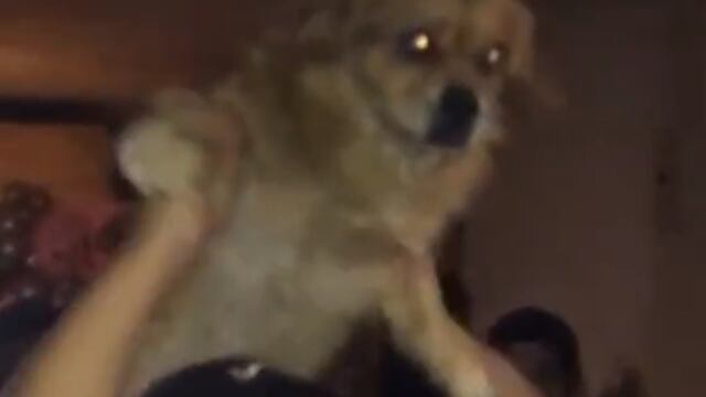 Perro de la calle termina en borrachera