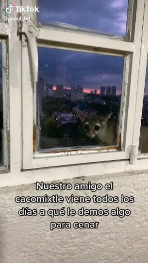 Cacomixtle visita casa todas la noches para que le den de cenar