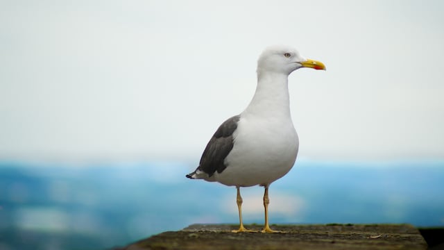 Gaviota