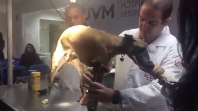 Prótesis canina