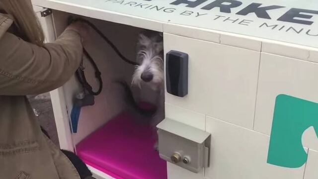 Mientras tú haces sus mandados, tu perro está sano y salvo.