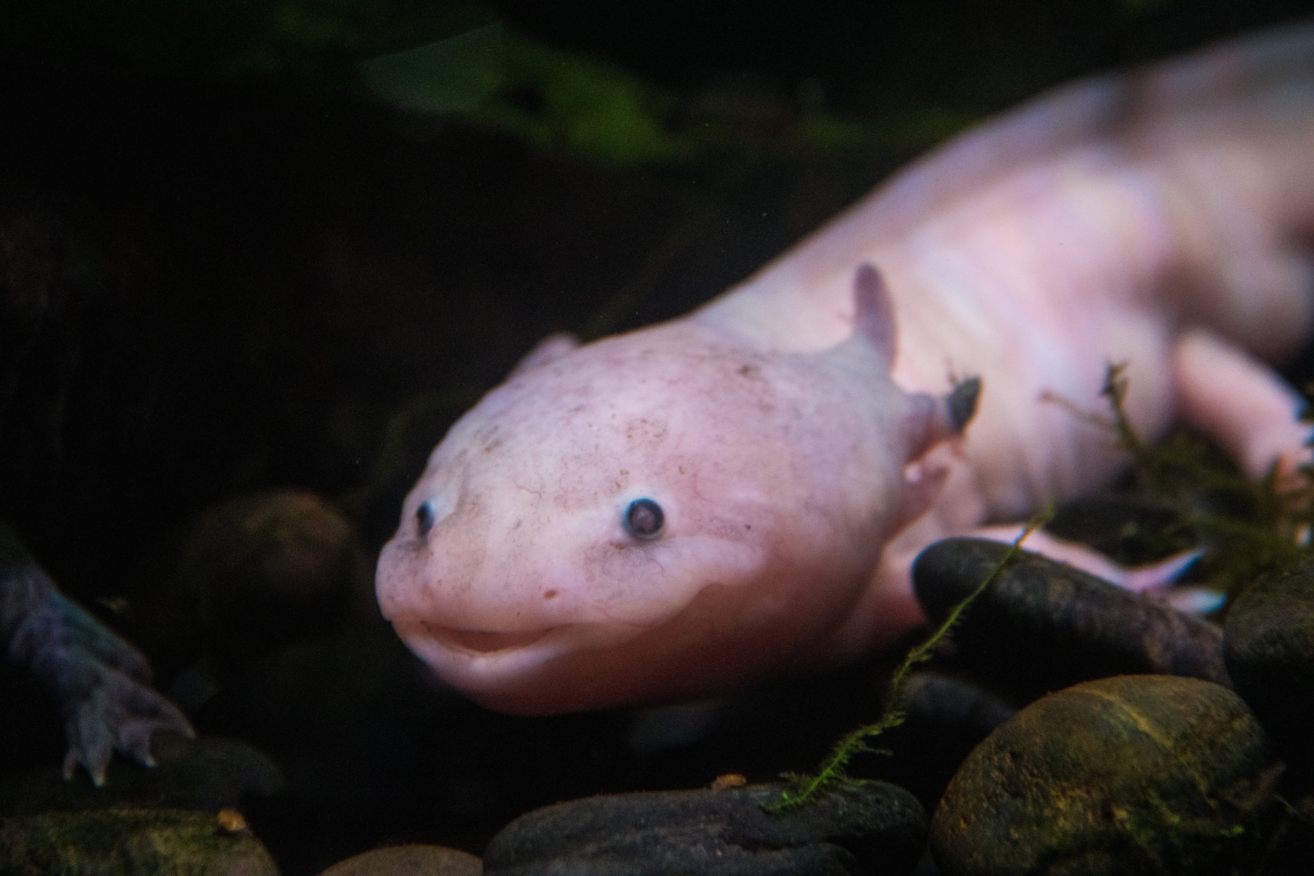 Ajolote