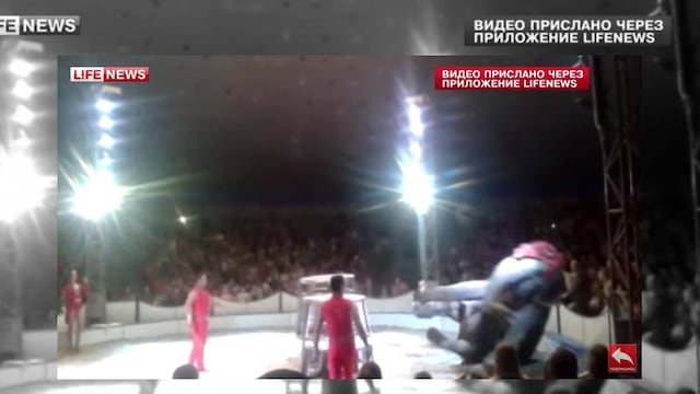 Elefante cae de rampa durante un acto en circo (VIDEO)