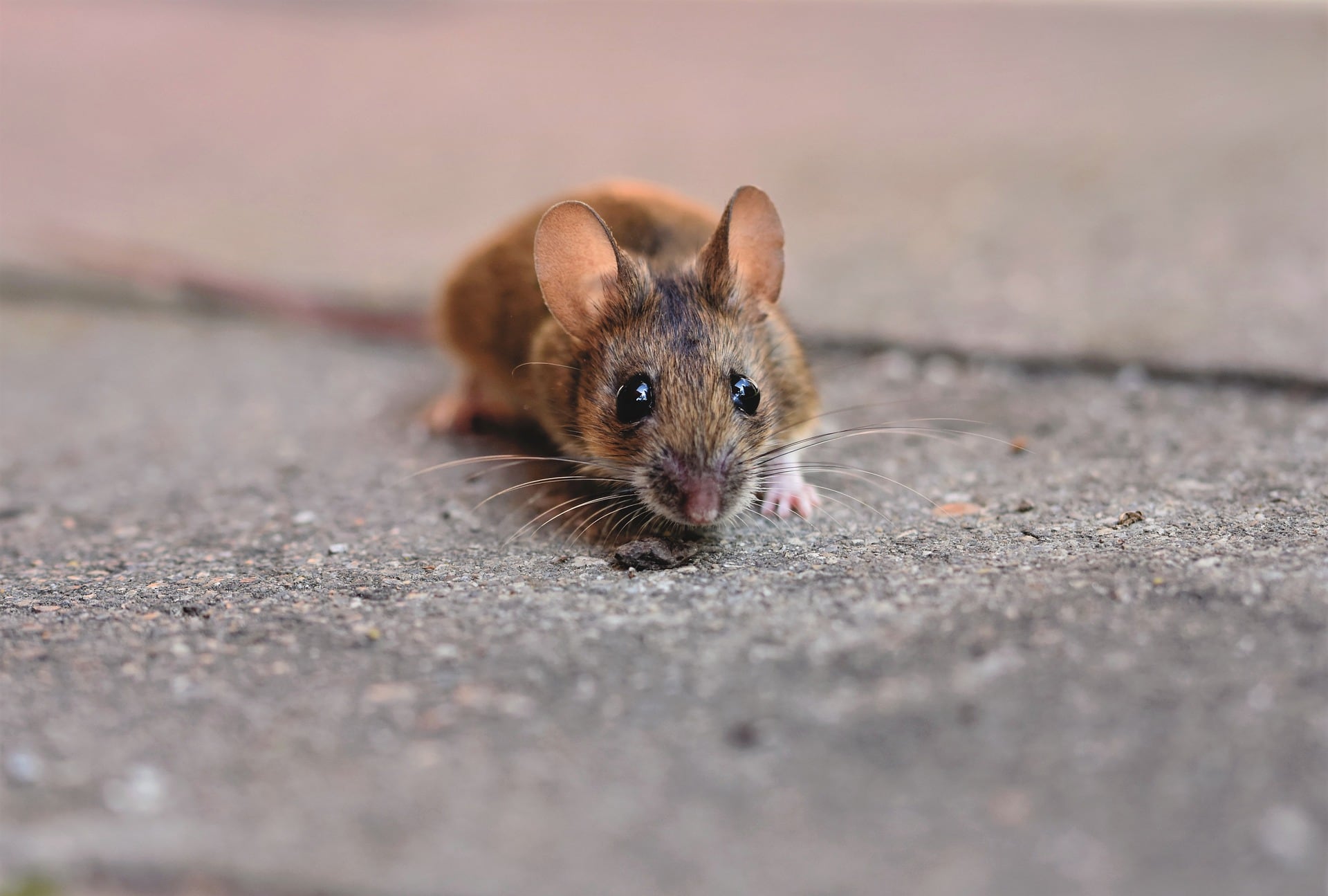 Hantavirus