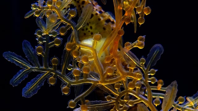 El caballito de mar requirió cirugía luego de su parto