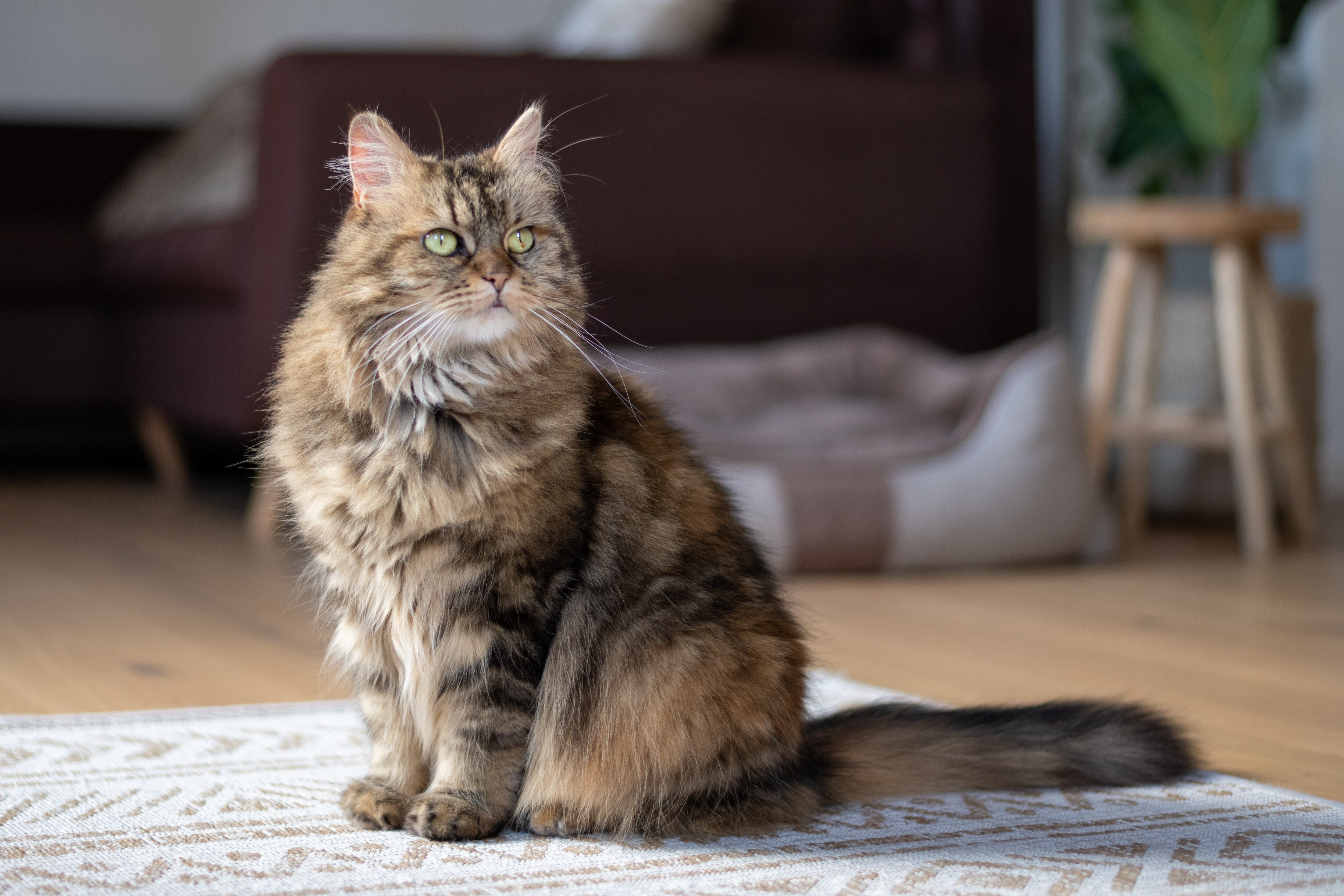 Gato raza Maine Coon