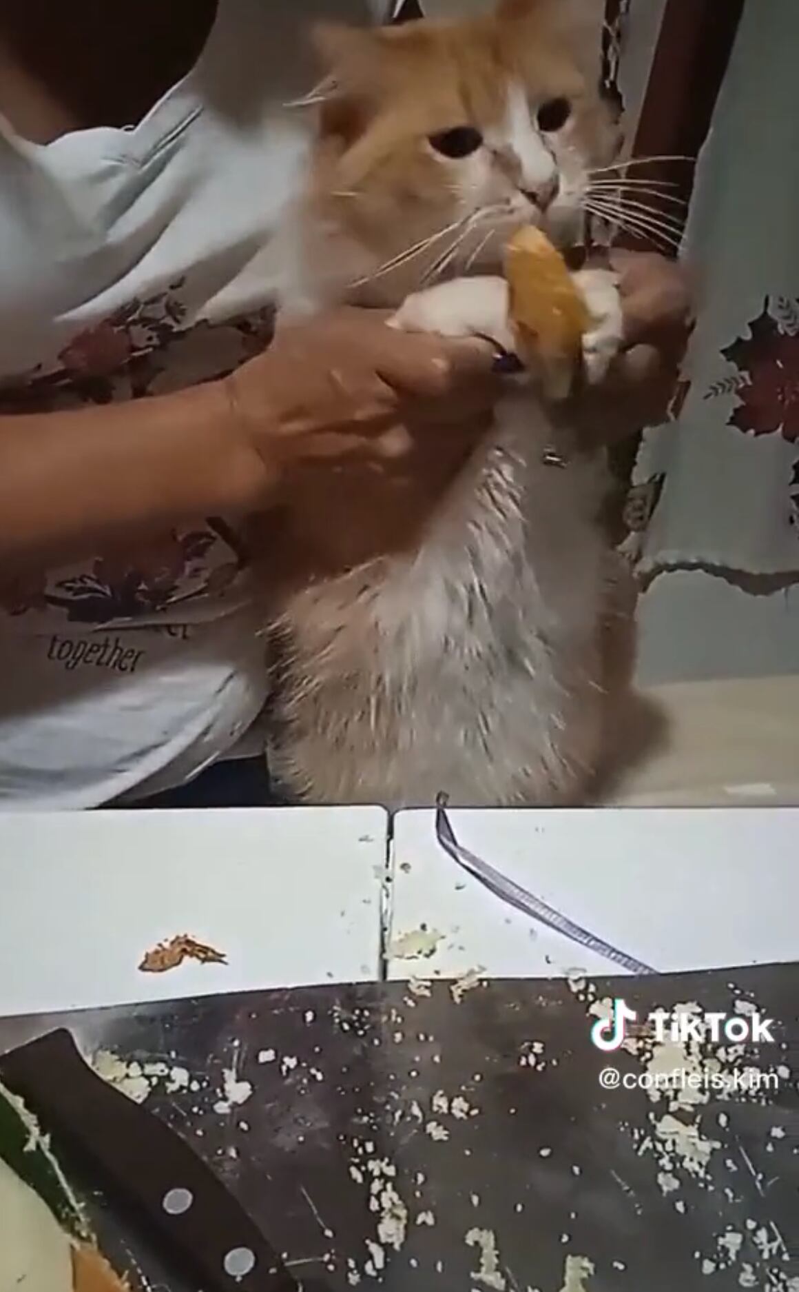 VIDEO: Hacen que el gato parta la Rosca de Reyes e impacta a TikTok porque no le salió niño