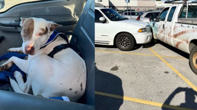 Perro provoca choque