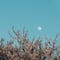 Eclipse 5 de mayo 2023: ¿A qué hora verlo en México? La luna de flores se revela en el cielo