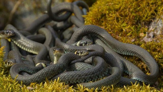 ¿Qué significa soñar con culebras? 5 significados que revelan tus miedos profundos