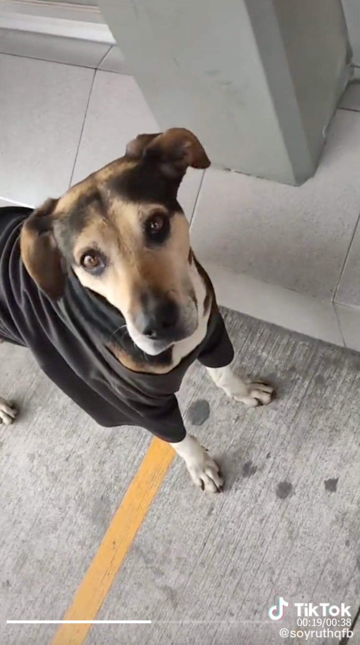 VIDEO: Exhiben a perro manipulador que engaña a TikTok con su mirada triste para que le den de comer