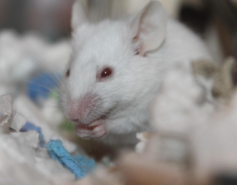 Ratón de laboratorio