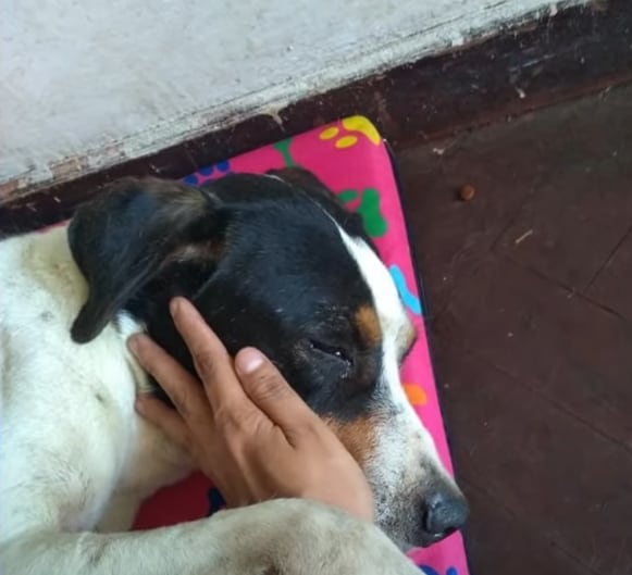 'Manchas', perrito callejero