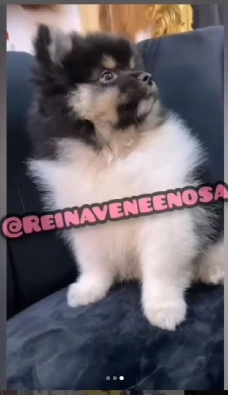 Christian Nodal regaló perrito a Mariana García