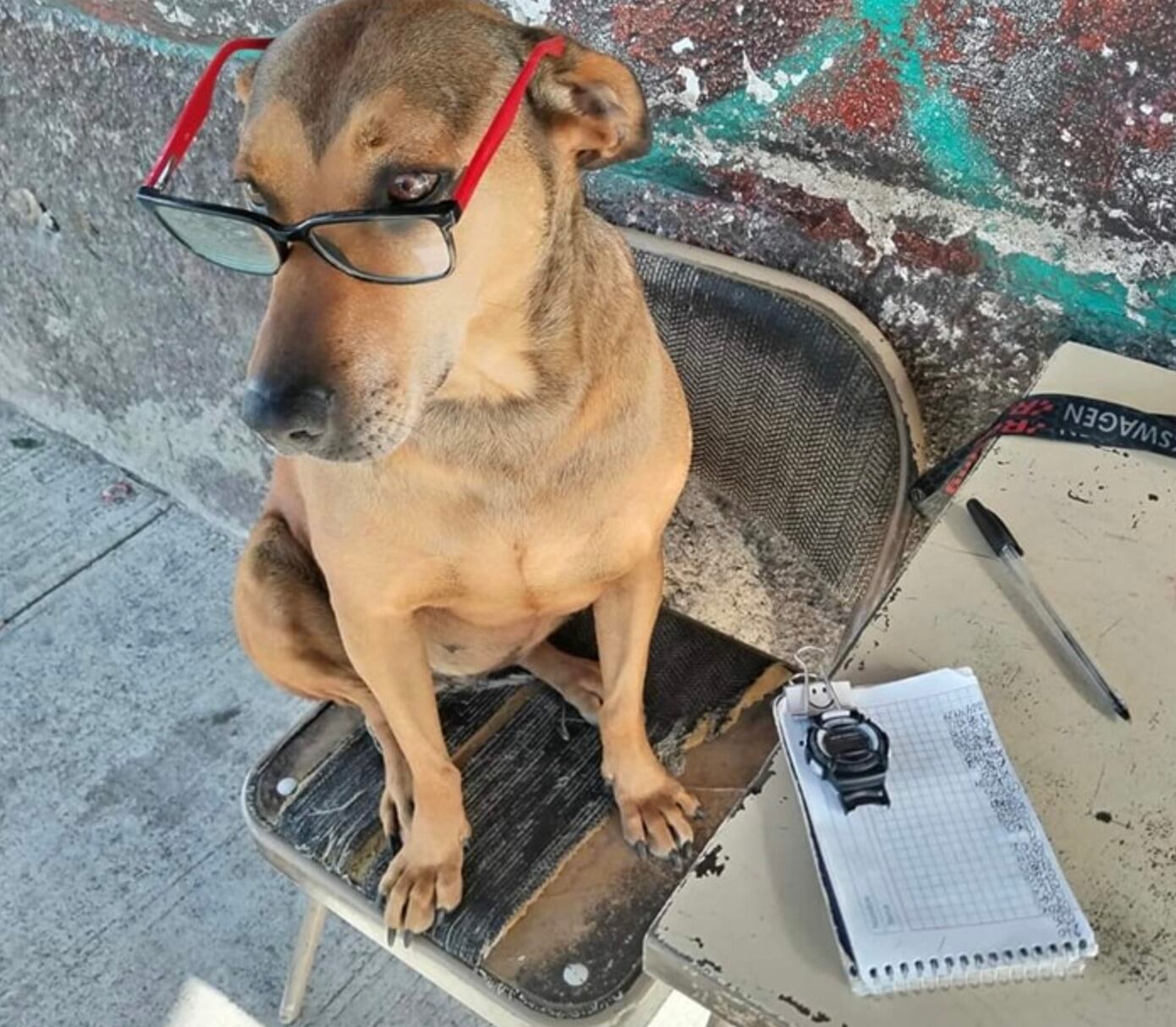 Canela, la perrita checadora de rutas de combis en Pachuca