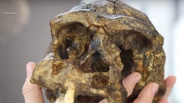 Hasta 6 especies distintas de humanos habitaron al mismo tiempo el planeta