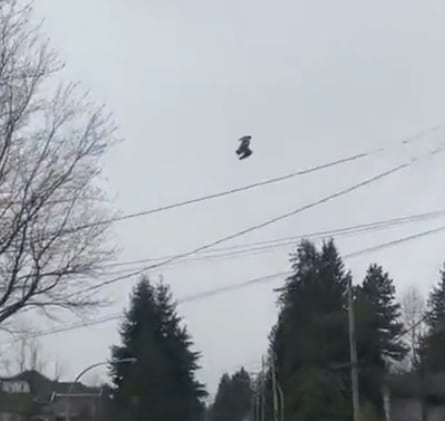 Pájaro suspendido revive teorías de la “simulación”