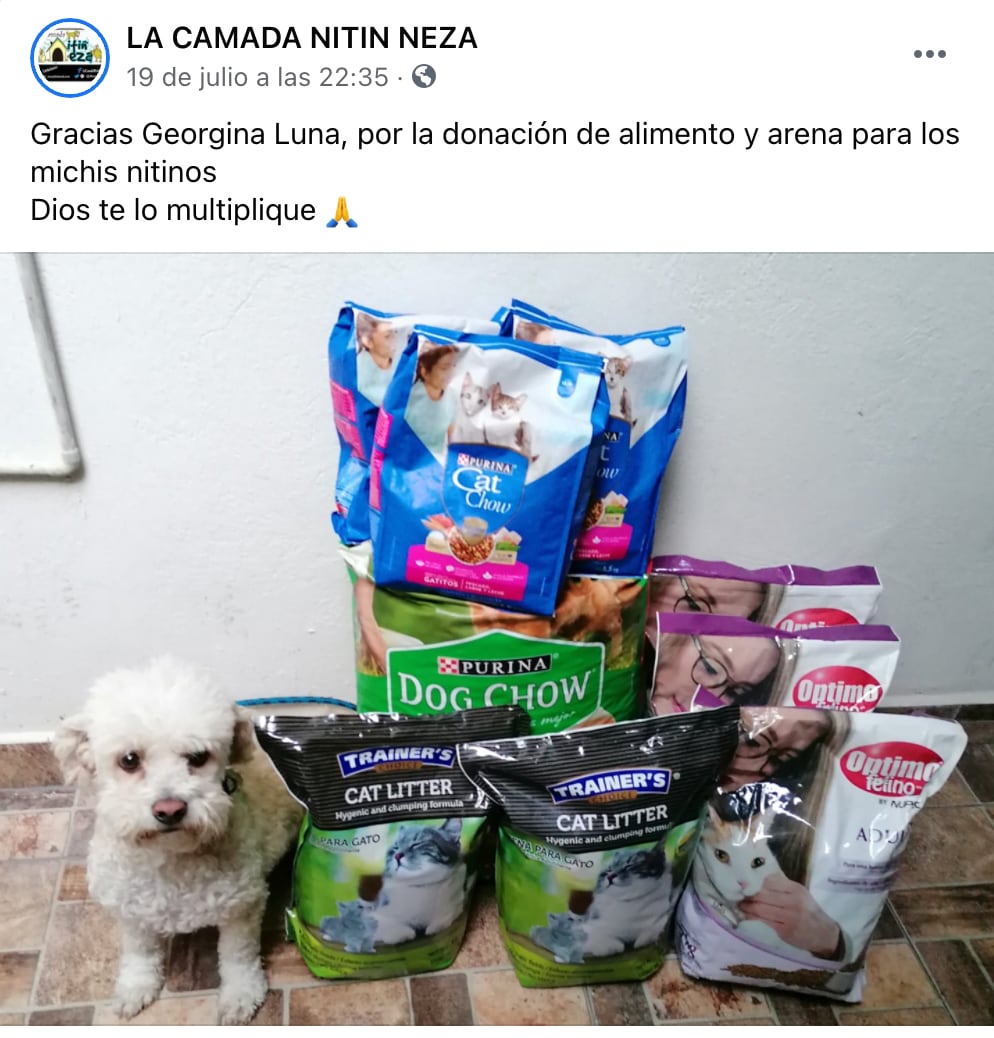 Campaña "Perro de nadie, perro de todos"