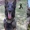 VIDEO: Perro Proteo es despedido por su entrenador de la Sedena con emotivo mensaje