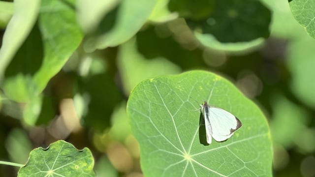 Mariposario del Parque Ehécatl en Ecatepec, se encarga de recuperar especies nativas