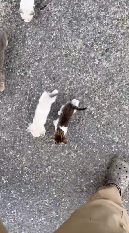 Fue emboscado por gatitos