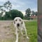 VIDEO: El alma de su perro muerto la “esperó” para despedirse de ella y TikTok está llorando