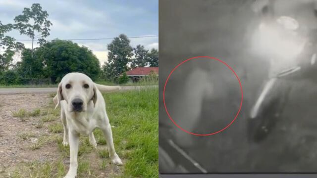 El alma de su perrito fallecido la "esperó"