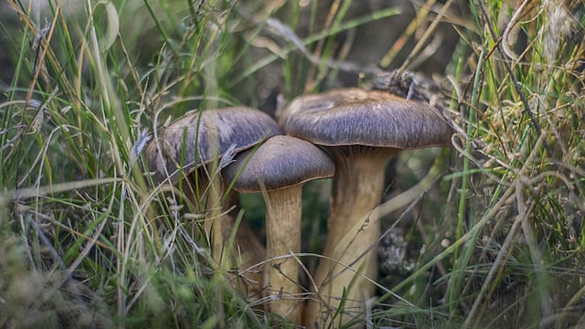 El Cryptococcus neoformans fue capaz de crecer en Chernobyl