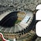 Revelan que México recibiría los repechajes del Mundial 2026: ¿Qué Selecciones vendrían?