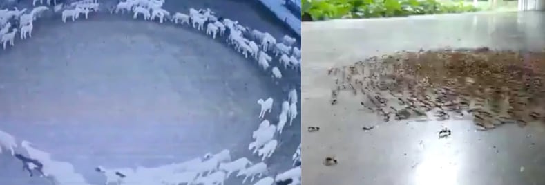 Animales caminando en círculo