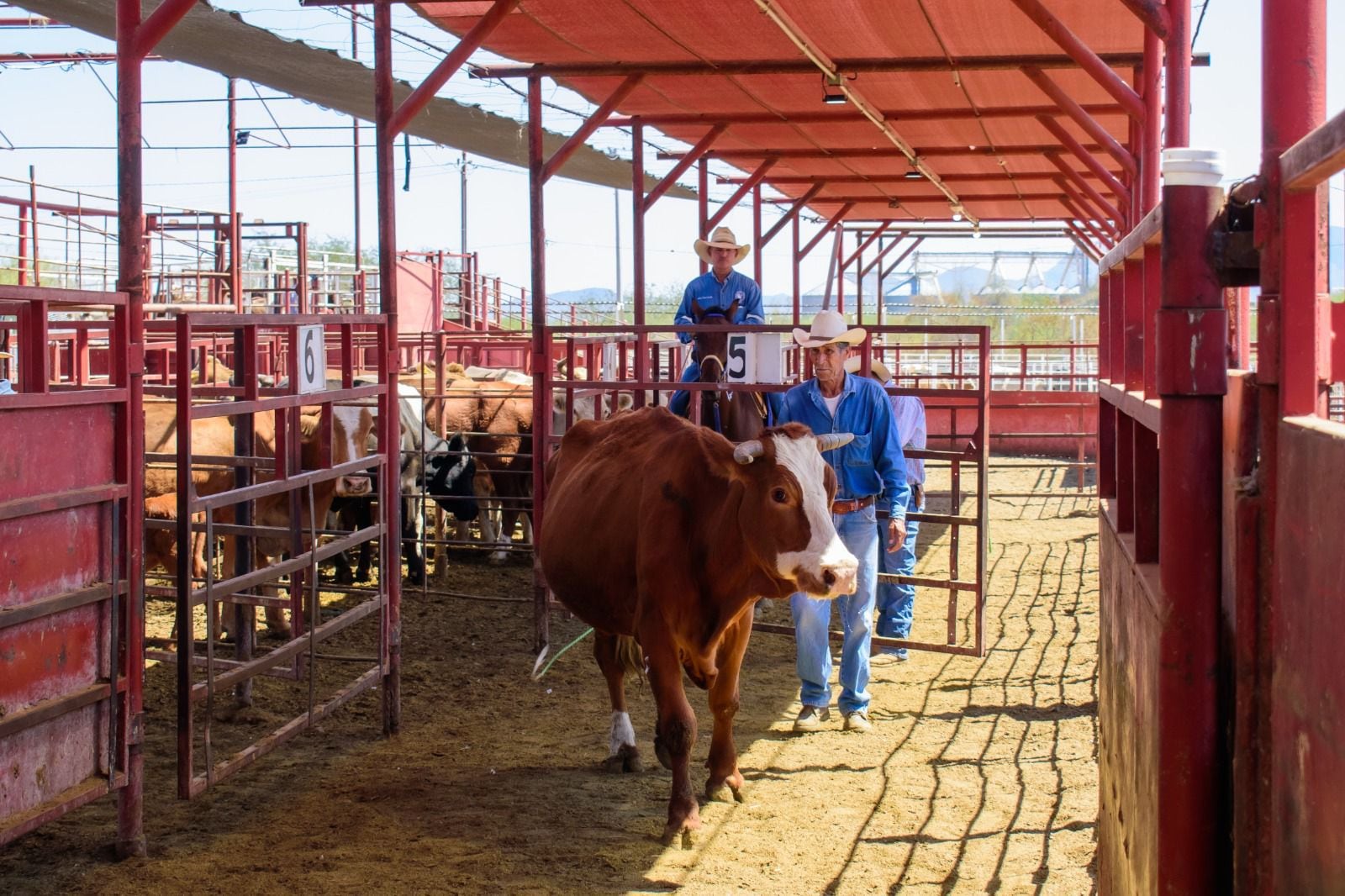 Especialidad en Actividades Pecuarias
