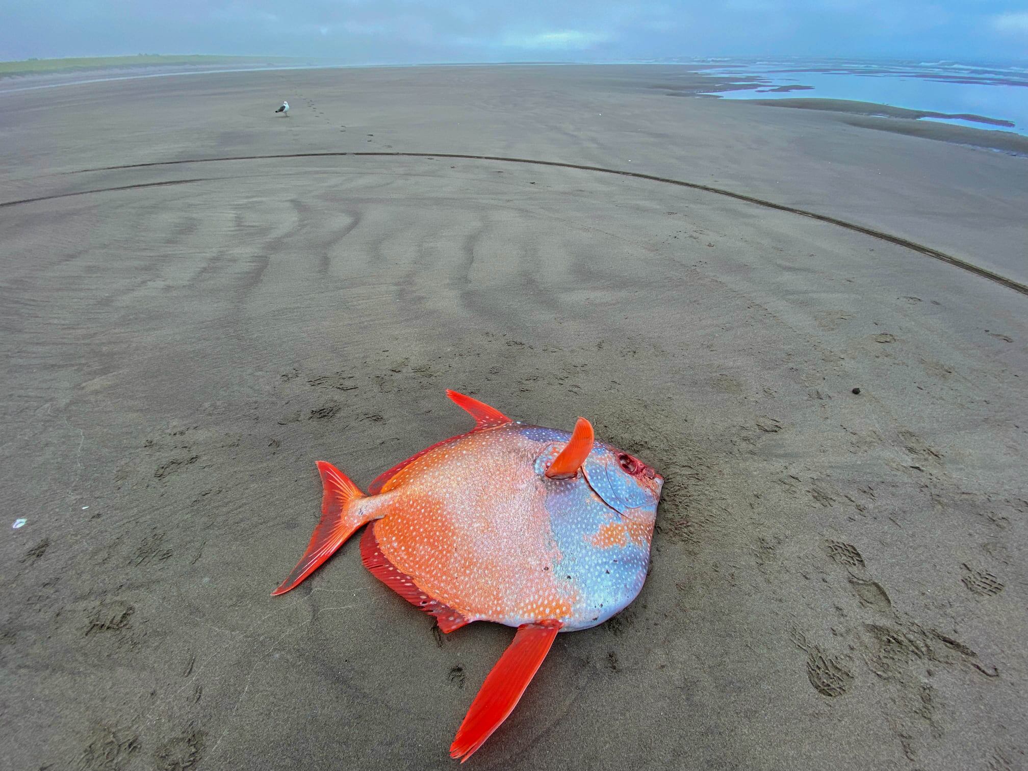 Pez Opah en las costas de Oregon