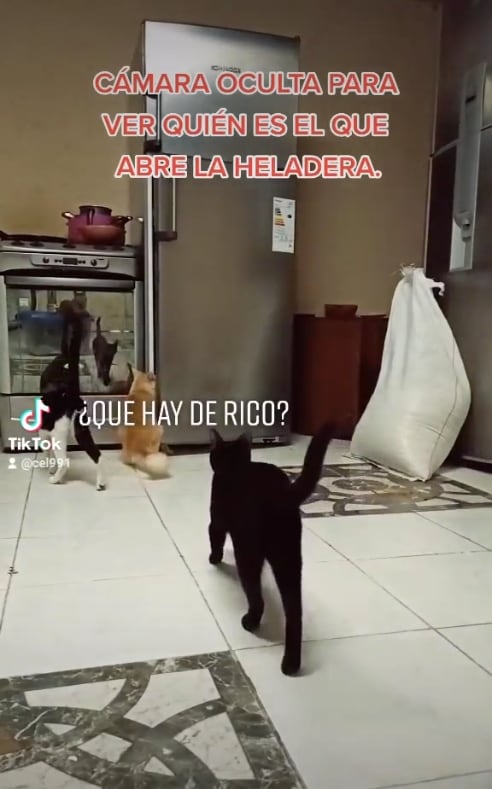 Gatos se roban la comida del refrigerador y huyen