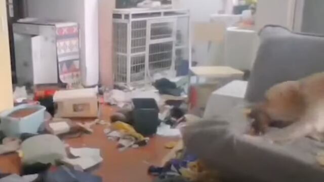 Perro destruyendo la casa
