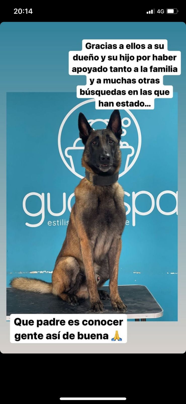 Perros que participaron en la búsqueda de Debanhi Escobar