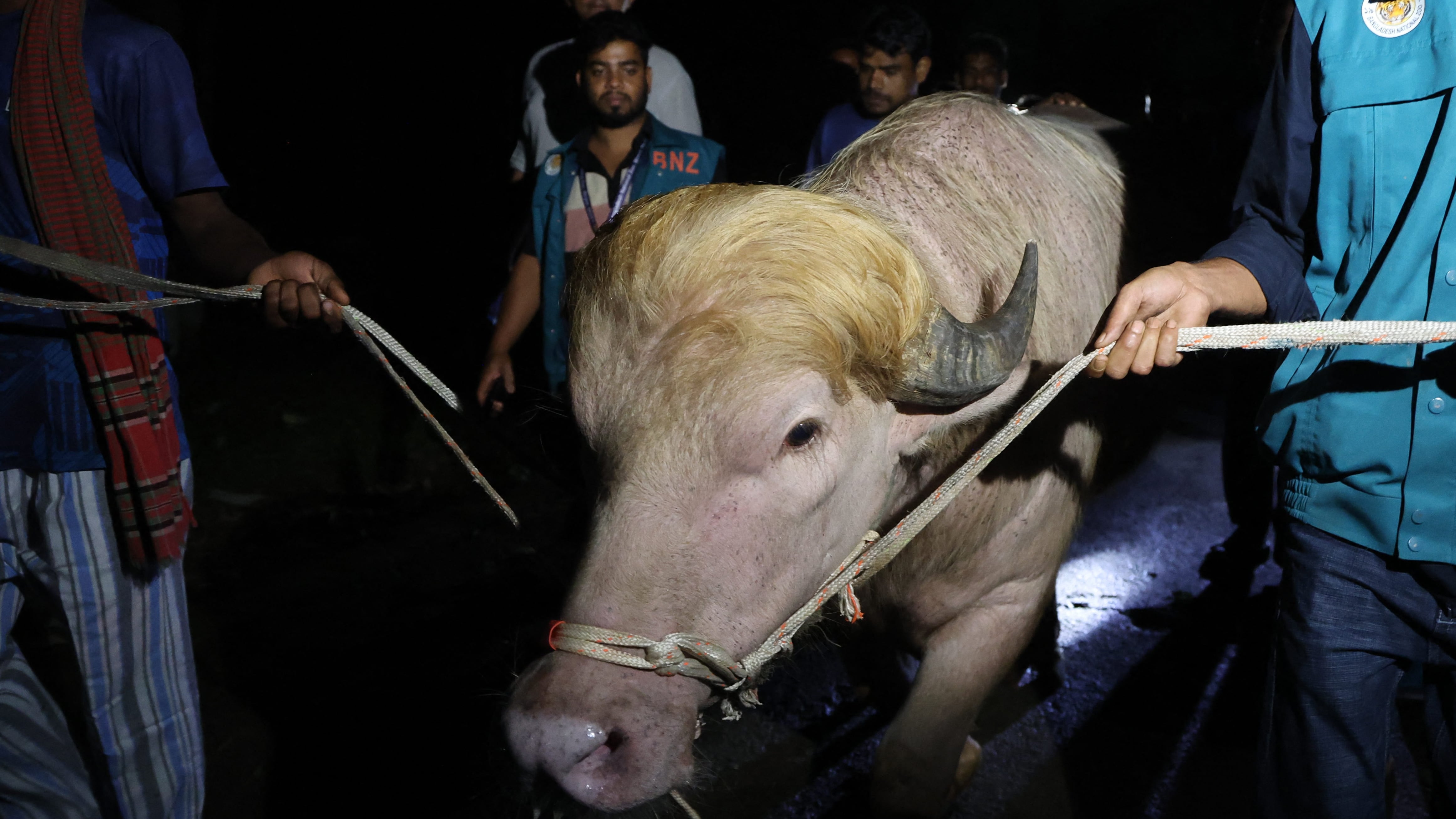 ’Donald Trump’, el búfalo que se salvó del sacrificio, vivirá en un zoológico de Bangladesh