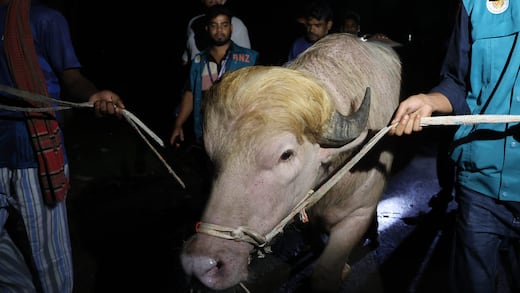 “Donald Trump”, el búfalo que se salvó del sacrificio, vivirá en un zoológico de Bangladesh