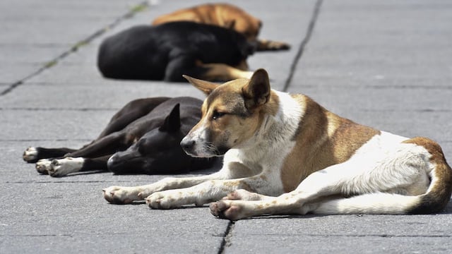 Perros callejeros (archivo)